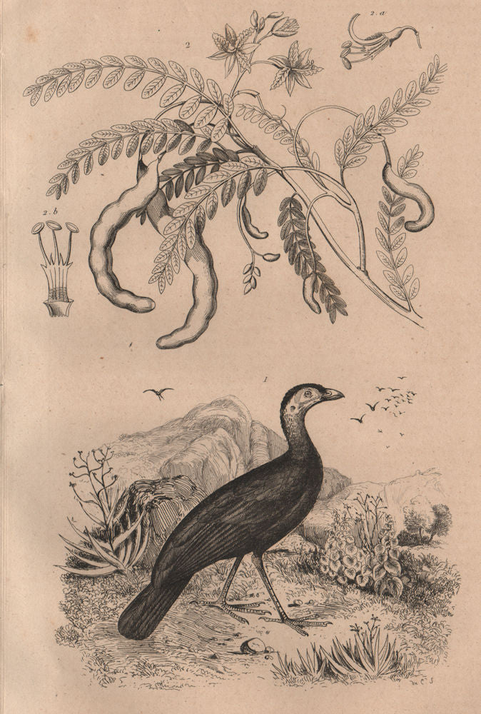 Talégale (Australian Brushturkey). Tamarinier (Tamarind tree) 1834 old print